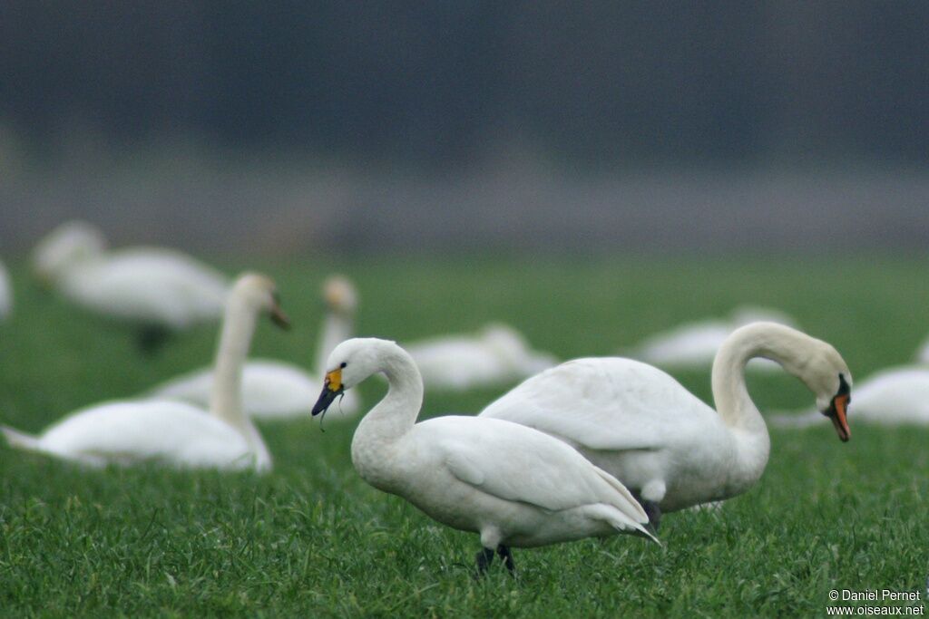 Tundra Swanadult post breeding, identification, eats