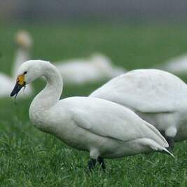 Cygne de Bewick