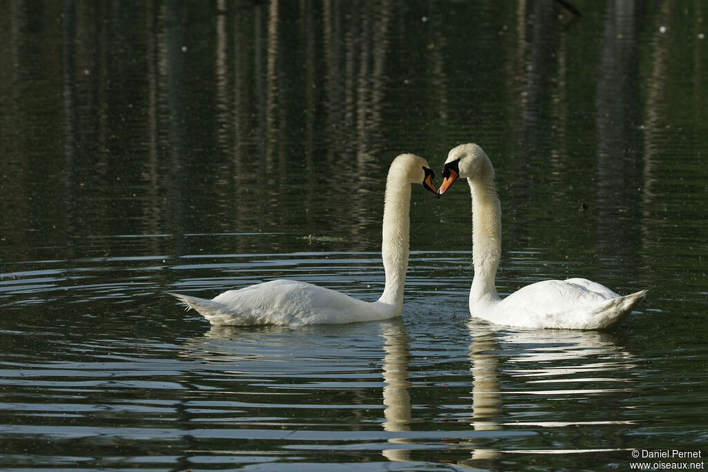 Cygne tuberculéadulte, parade