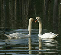 Cygne tuberculé