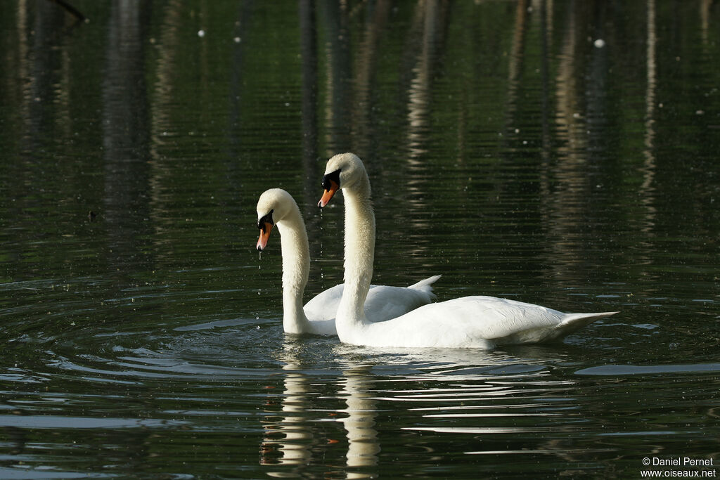 Cygne tuberculéadulte, parade