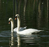 Cygne tuberculé