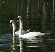 Mute Swan