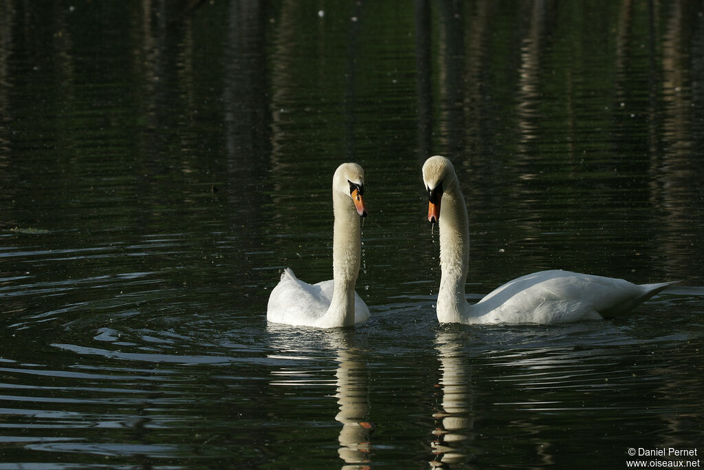 Cygne tuberculéadulte, parade