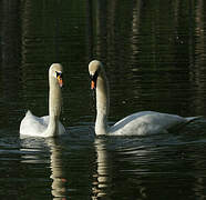 Cygne tuberculé