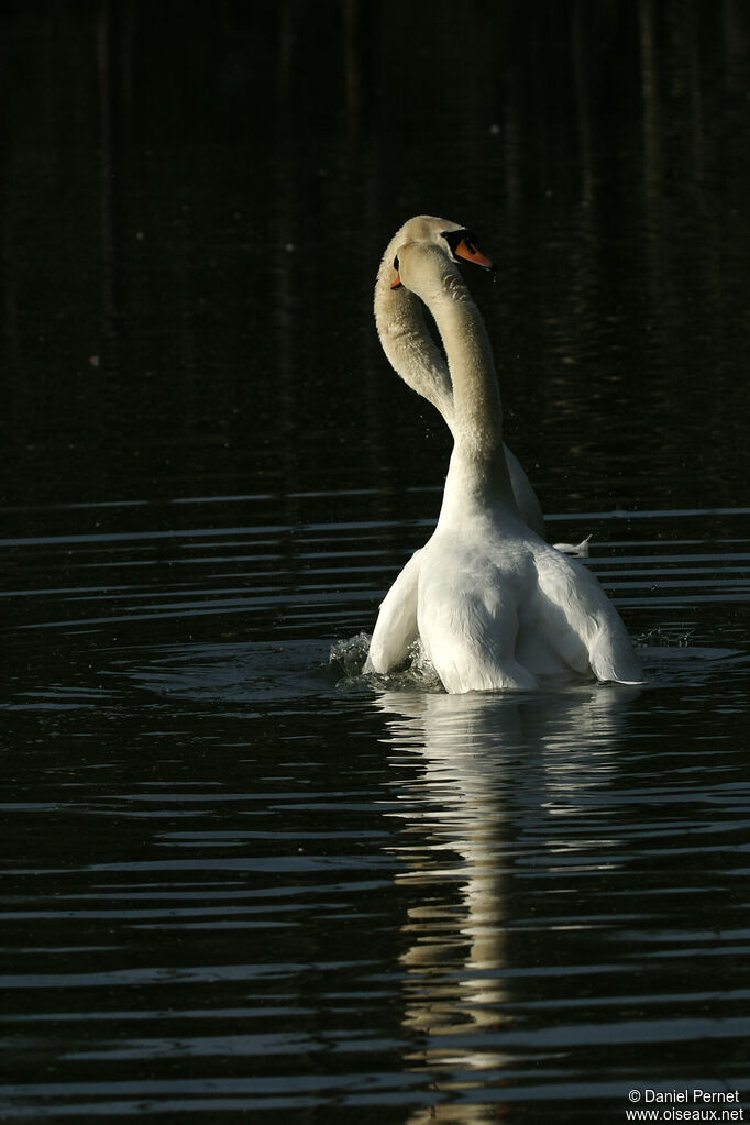 Mute Swanadult, courting display