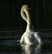 Cygne tuberculé