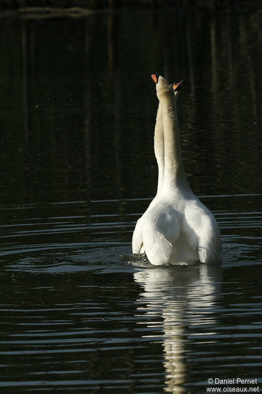 Mute Swanadult, courting display