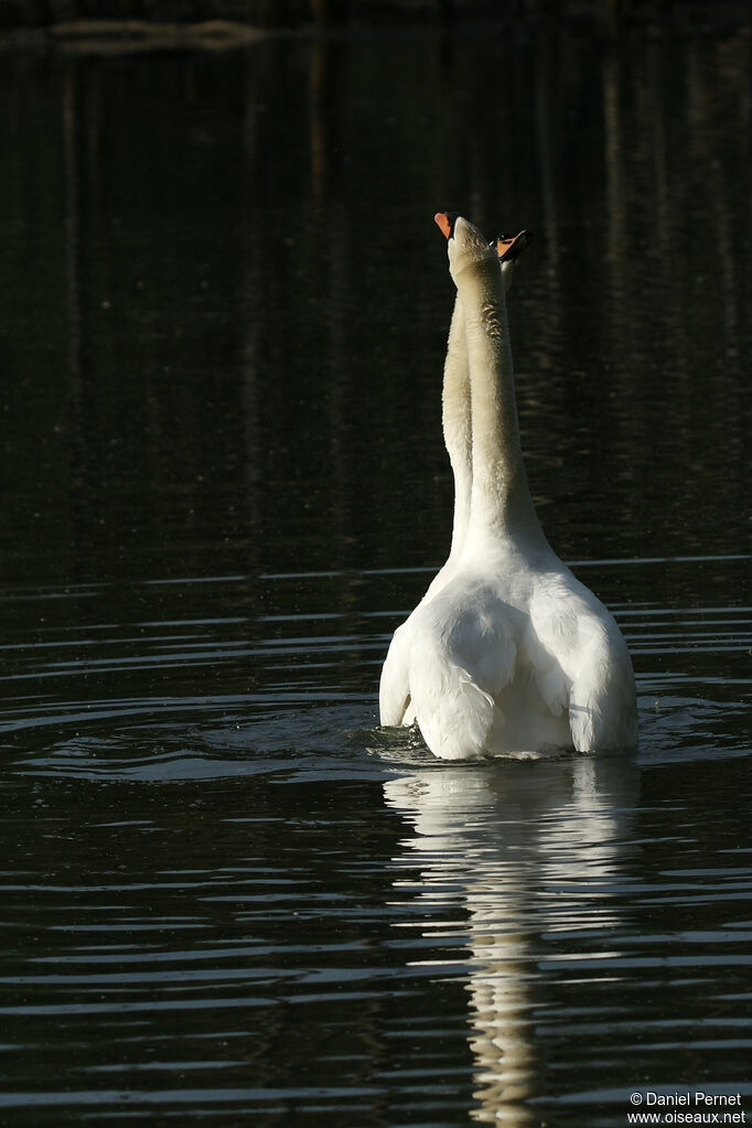 Cygne tuberculéadulte, parade