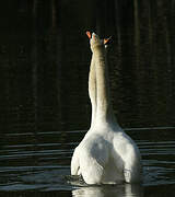 Cygne tuberculé