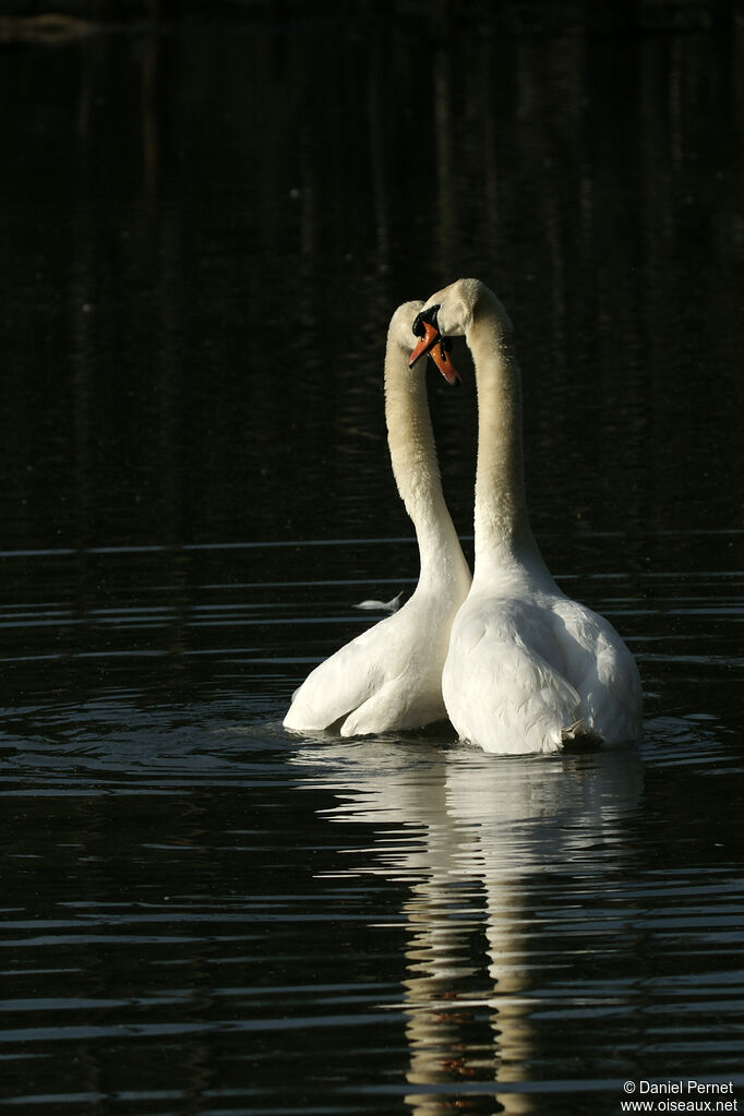 Cygne tuberculéadulte, parade