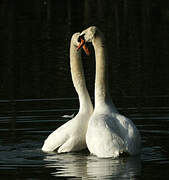 Cygne tuberculé