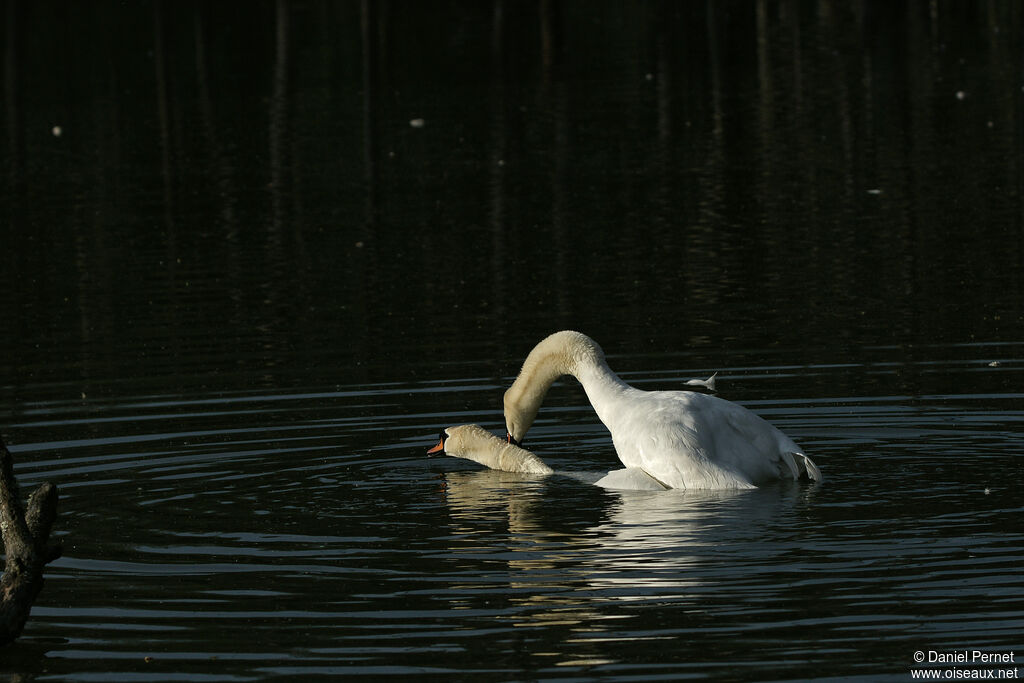 Cygne tuberculéadulte, accouplement.