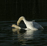 Mute Swan