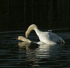 Cygne tuberculé