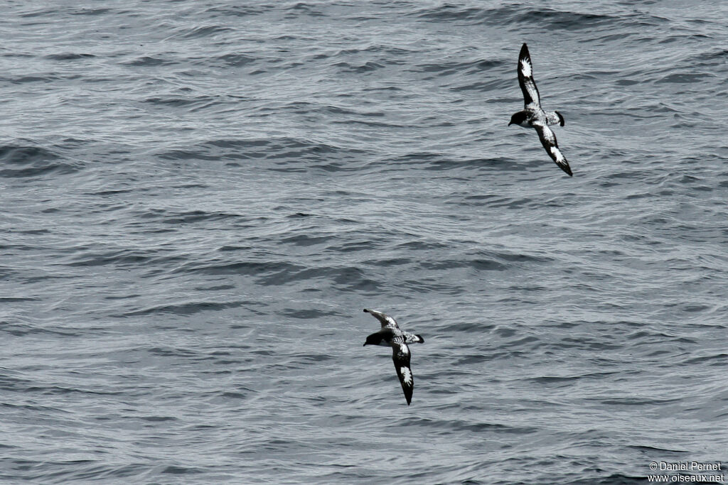 Cape Petreladult, Flight