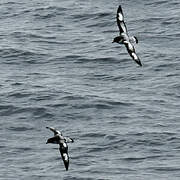 Cape Petrel