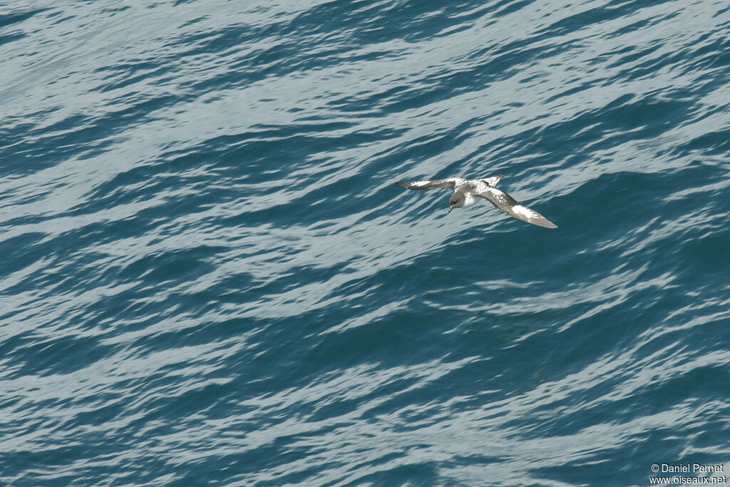 Cape Petreladult