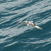 Cape Petrel