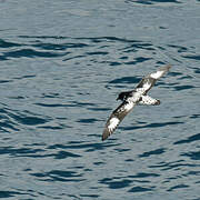 Cape Petrel