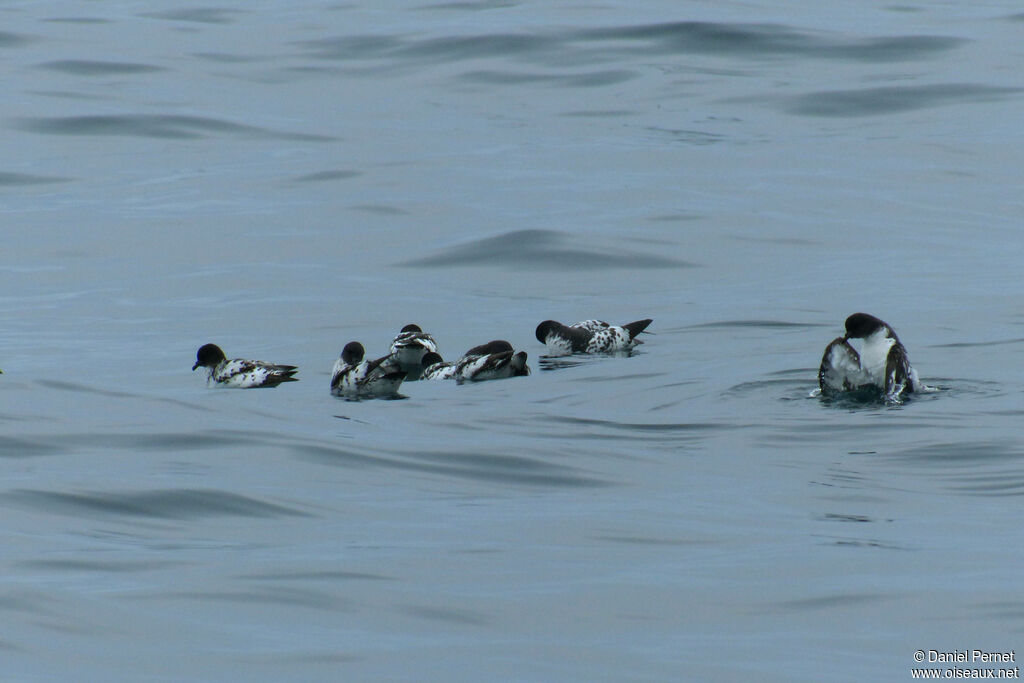 Cape Petreladult, swimming