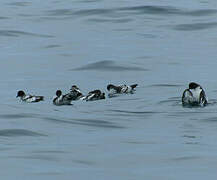 Cape Petrel