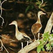 Black-bellied Whistling Duck