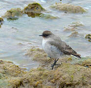 Dark-faced Ground Tyrant