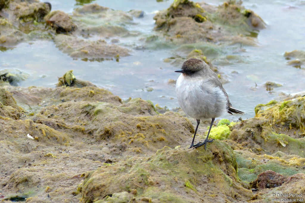 Dark-faced Ground Tyrantadult, walking