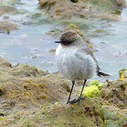 Dark-faced Ground Tyrant