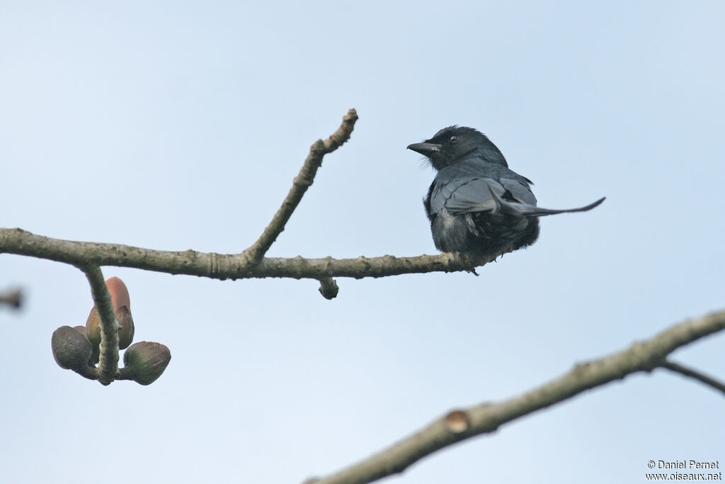 Drongo royaladulte, identification