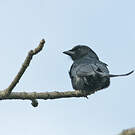 Drongo royal