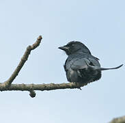 Black Drongo