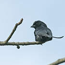 Drongo royal