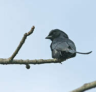 Black Drongo