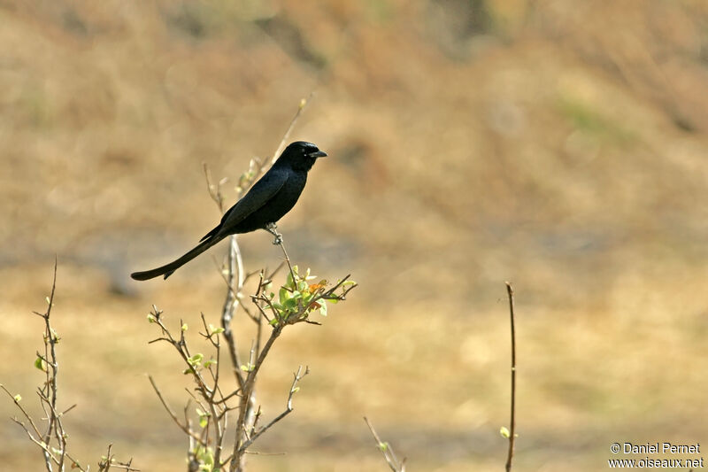 Black Drongoadult, habitat