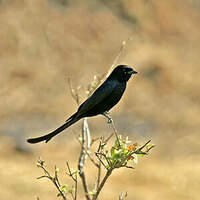 Drongo royal