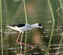 Black-winged Stilt