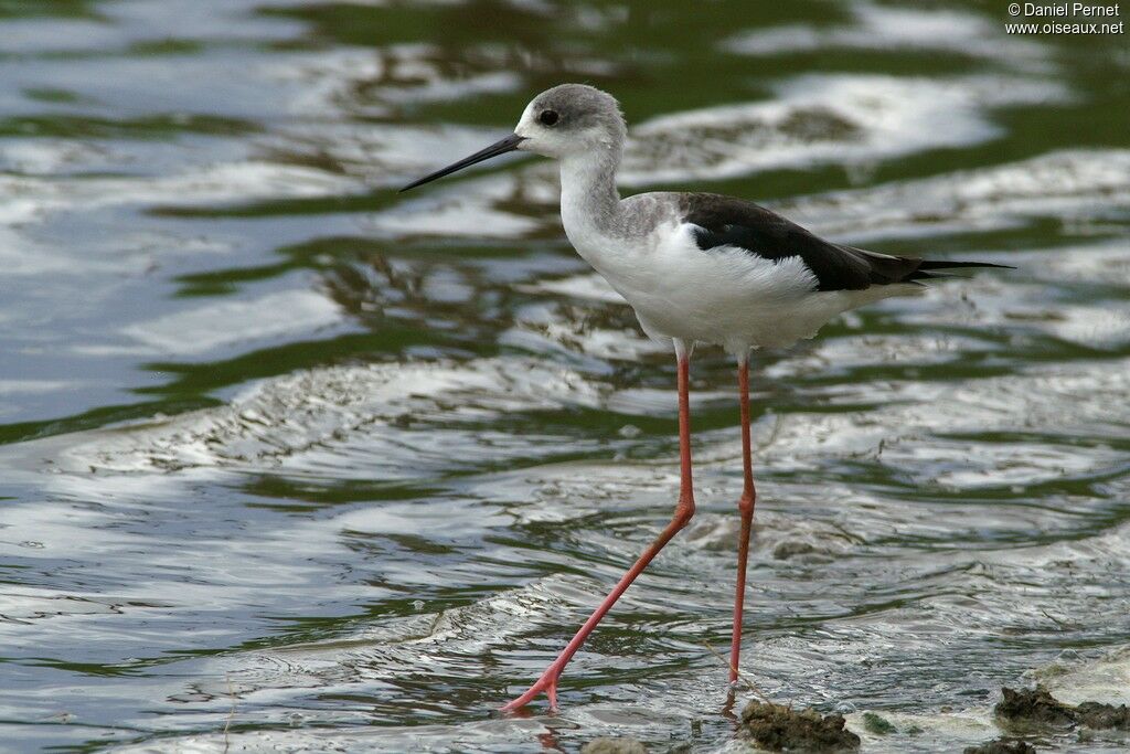 Black-winged Stiltadult post breeding, identification