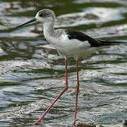 Black-winged Stilt