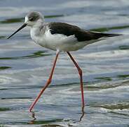 Black-winged Stilt