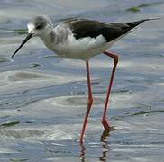 Black-winged Stilt