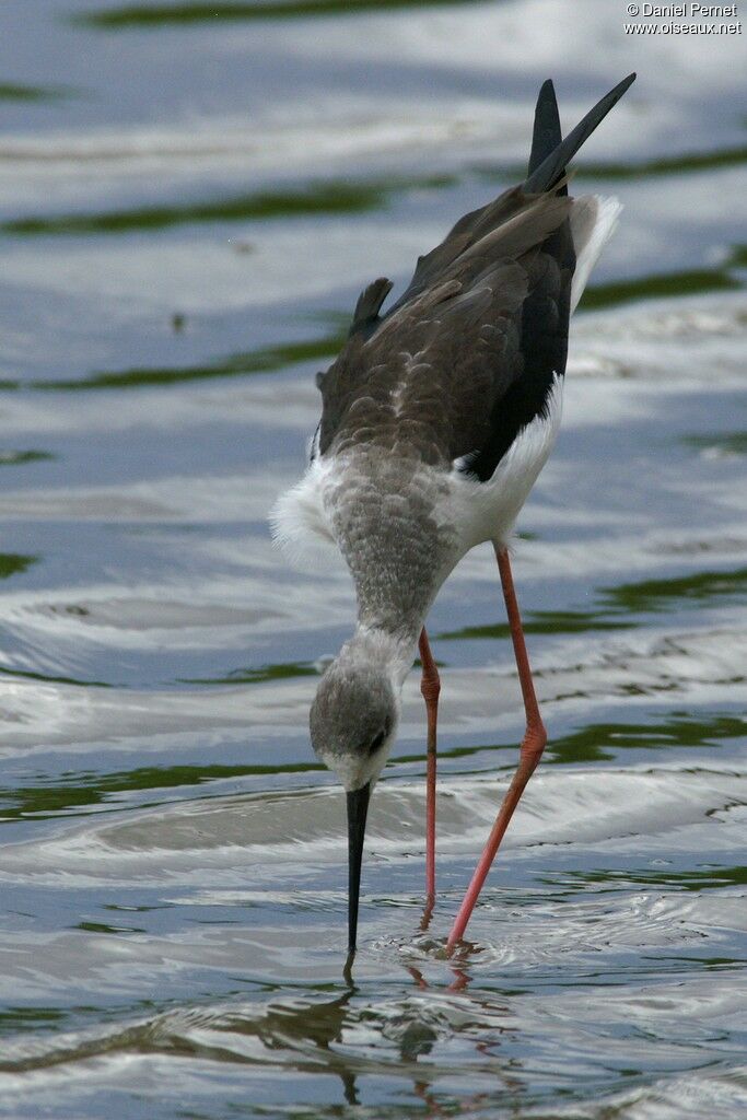 Black-winged Stiltadult post breeding, identification