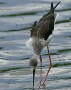 Black-winged Stilt