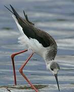 Black-winged Stilt