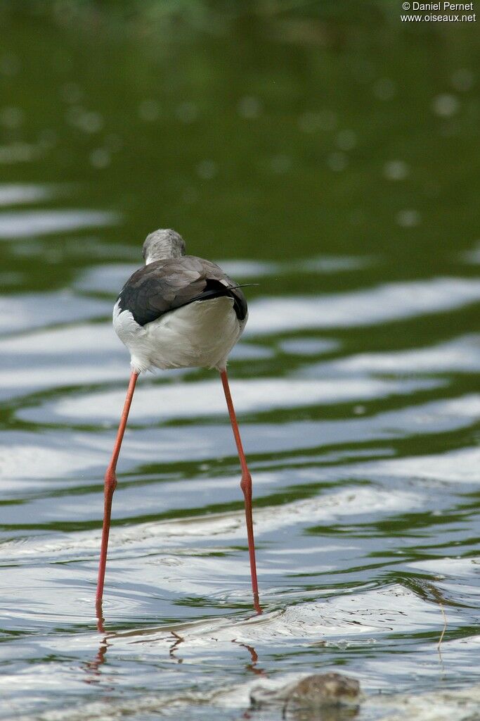 Black-winged Stiltadult post breeding, identification