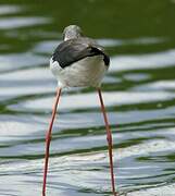 Black-winged Stilt