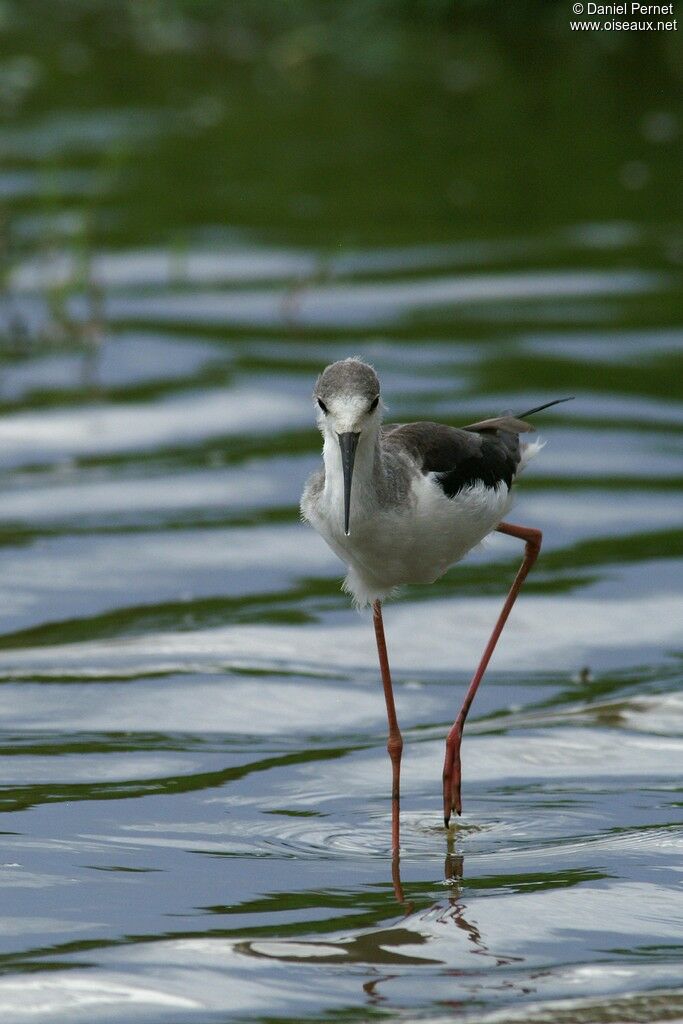 Black-winged Stiltadult post breeding, identification