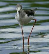 Black-winged Stilt