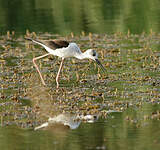 Échasse blanche